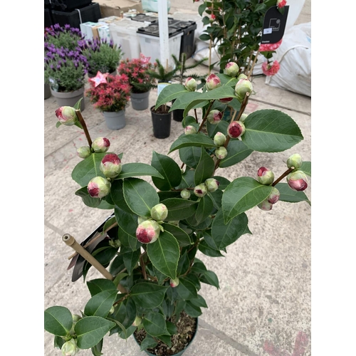 36 - TWO FRAME TRAINED CAMELLIA 