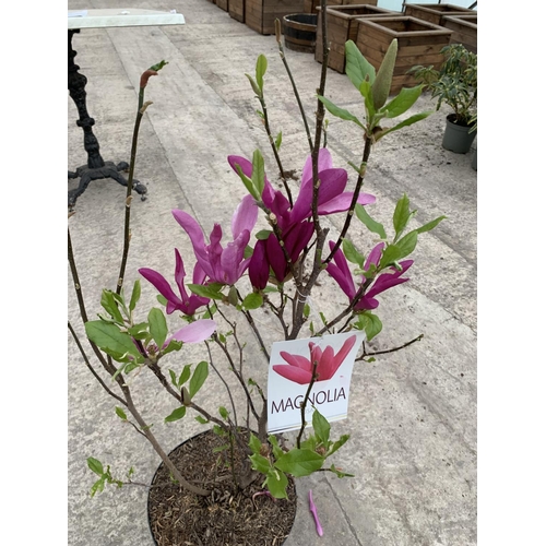 37 - TWO MAGNOLIA SUSAN 10 LTR POTS + VAT