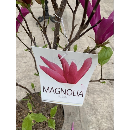 37 - TWO MAGNOLIA SUSAN 10 LTR POTS + VAT