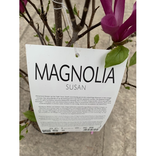 37 - TWO MAGNOLIA SUSAN 10 LTR POTS + VAT