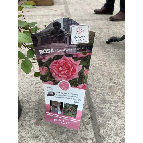 40A - THREE PATIO ROSES TO INCLUDE LAMBERT CLOSSE, PEACE AND MONTANA C-3 POTS + VAT