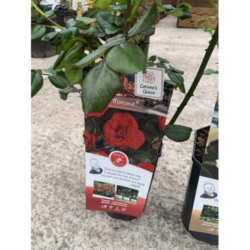 40A - THREE PATIO ROSES TO INCLUDE LAMBERT CLOSSE, PEACE AND MONTANA C-3 POTS + VAT