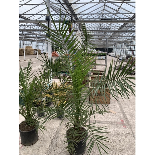 41 - TWO LARGE DATE ( PHEONIX) PALMS  - PHOENIX CANARIENSIS , 8 LTR POTS + VAT