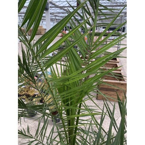 41 - TWO LARGE DATE ( PHEONIX) PALMS  - PHOENIX CANARIENSIS , 8 LTR POTS + VAT