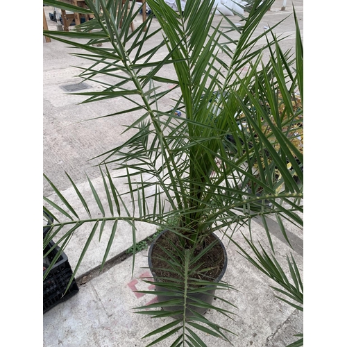 41 - TWO LARGE DATE ( PHEONIX) PALMS  - PHOENIX CANARIENSIS , 8 LTR POTS + VAT