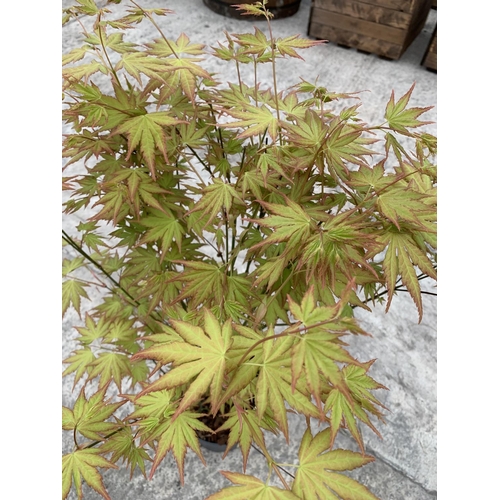 42 - TWO ACER JAPANESE JEWELS ORANGE DREAM 3 LTR POTS + VAT