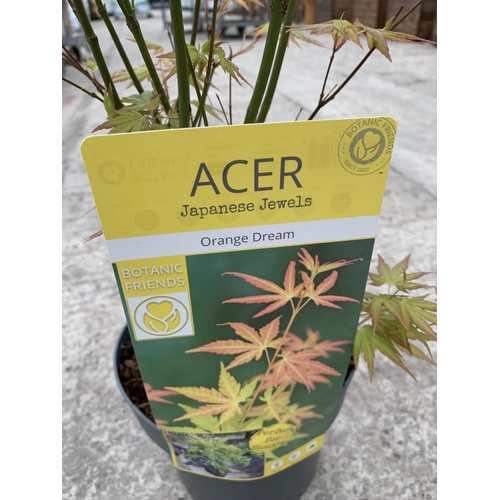 42 - TWO ACER JAPANESE JEWELS ORANGE DREAM 3 LTR POTS + VAT