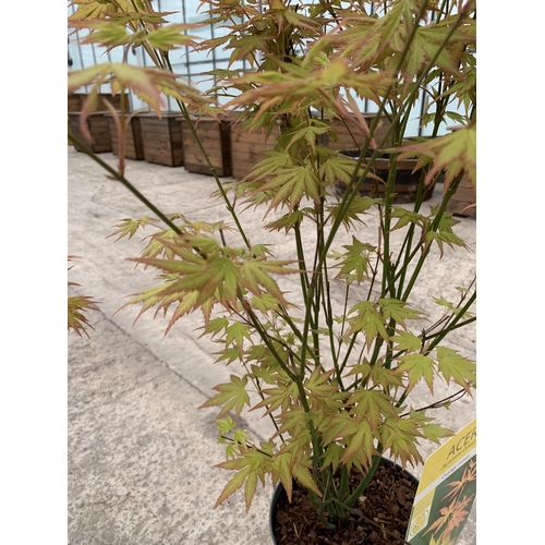 42 - TWO ACER JAPANESE JEWELS ORANGE DREAM 3 LTR POTS + VAT