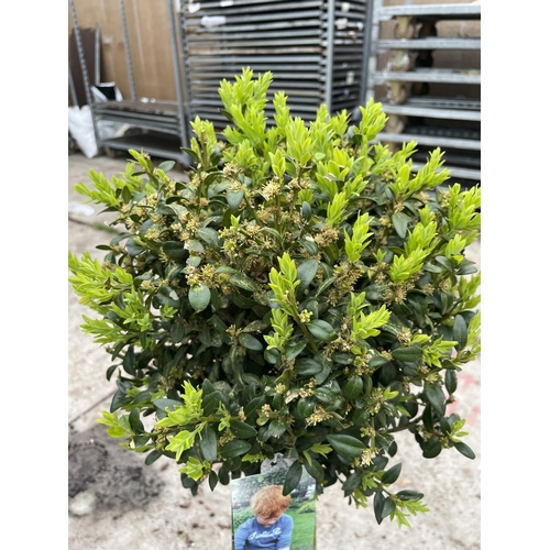 43 - TWO STANDARD BOX (BUXUS SEMPERVIRENS) + VAT