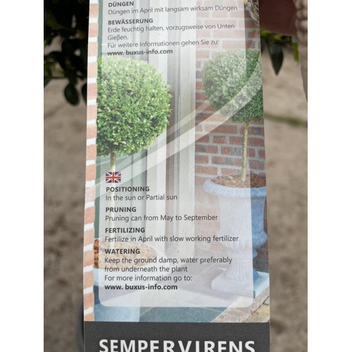 43 - TWO STANDARD BOX (BUXUS SEMPERVIRENS) + VAT