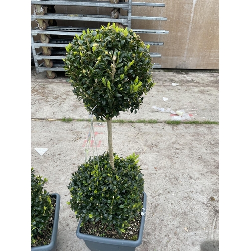 44 - TWO DOUBLE BALL STANDARD BOX (BUXUS SEMPERVIRENS) + VAT