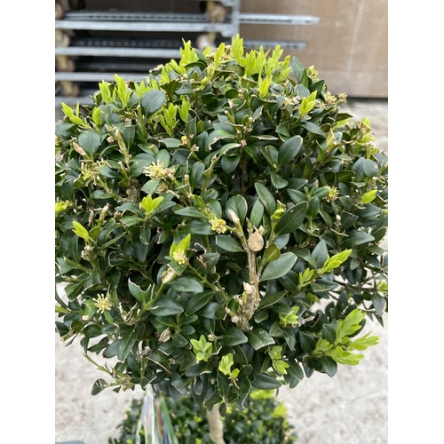 44 - TWO DOUBLE BALL STANDARD BOX (BUXUS SEMPERVIRENS) + VAT