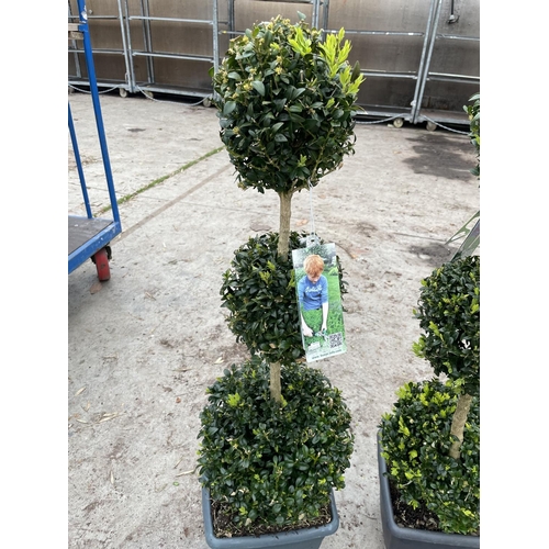 45 - TWO TRIPLE BALL STANDARD BOX (BUXUS SEMPERVIRENS) + VAT