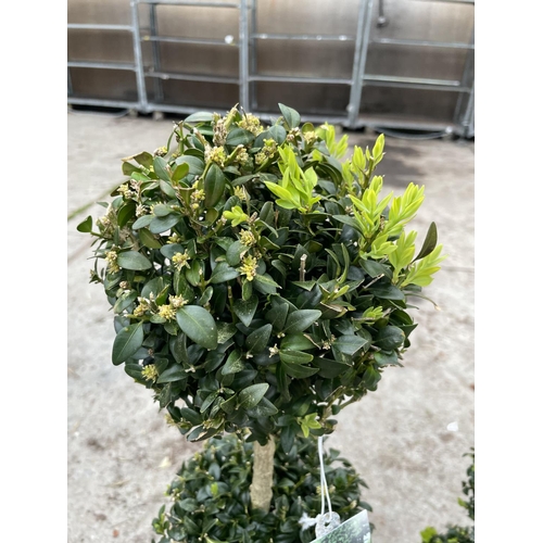 45 - TWO TRIPLE BALL STANDARD BOX (BUXUS SEMPERVIRENS) + VAT