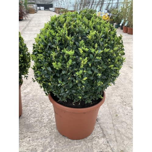 5 - A PAIR OF LARGE BOX (BUXUS SEMPERVIRENS) BALLS + VAT