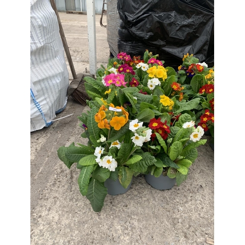 58 - TEN POTS OF POLYANTHUS WITH THREE/FOUR PLANTS PER POT + VAT