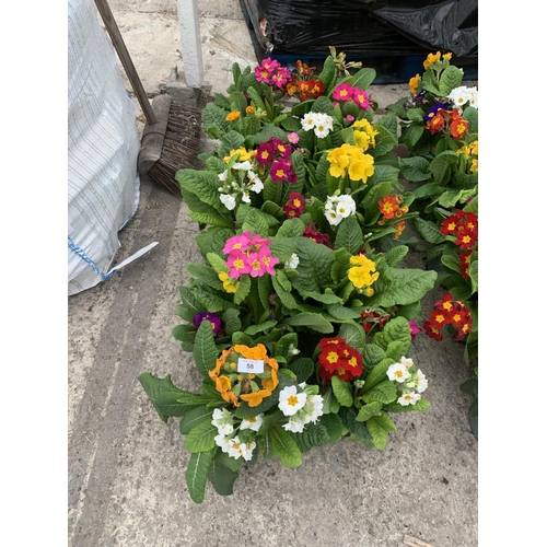 58 - TEN POTS OF POLYANTHUS WITH THREE/FOUR PLANTS PER POT + VAT