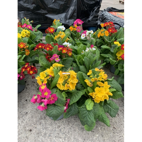 59 - TEN POTS OF POLYANTHUS WITH THREE/FOUR PLANTS PER POT + VAT