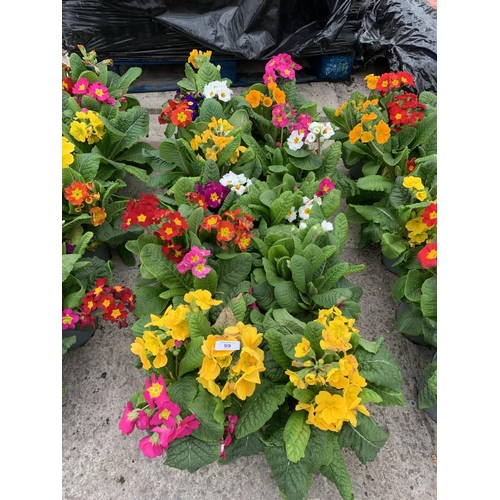 59 - TEN POTS OF POLYANTHUS WITH THREE/FOUR PLANTS PER POT + VAT