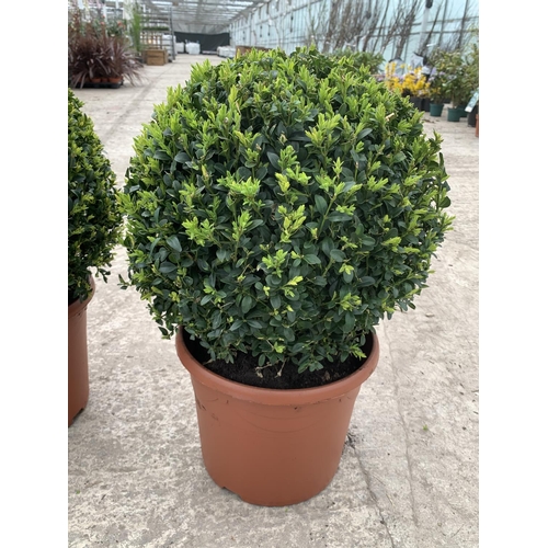 6 - A PAIR OF LARGE BOX (BUXUS SEMPERVIRENS) BALLS + VAT