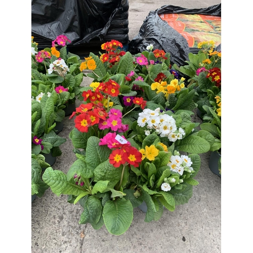 60 - TEN POTS OF POLYANTHUS WITH THREE/FOUR PLANTS PER POT + VAT