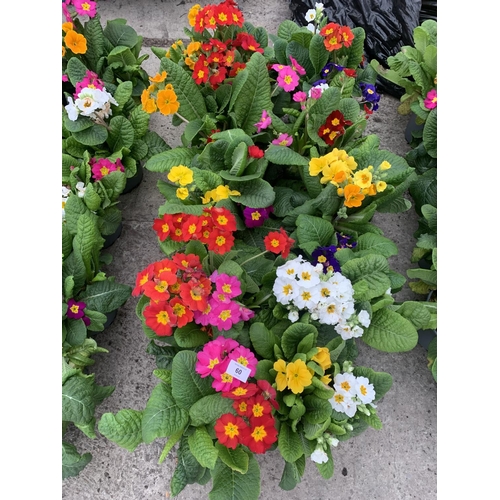 60 - TEN POTS OF POLYANTHUS WITH THREE/FOUR PLANTS PER POT + VAT