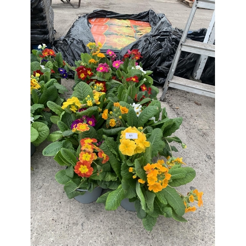 61 - TEN POTS OF POLYANTHUS WITH THREE/FOUR PLANTS PER POT + VAT