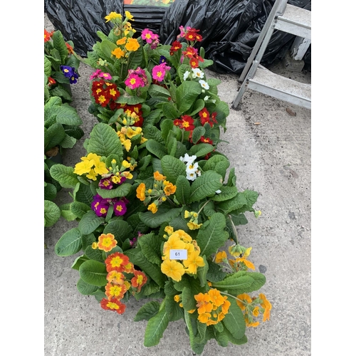 61 - TEN POTS OF POLYANTHUS WITH THREE/FOUR PLANTS PER POT + VAT