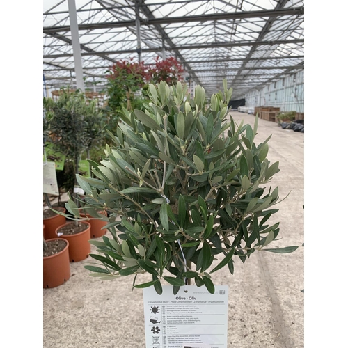 7 - A PAIR OF STANDARD OLIVE TREES APPROXIMATELY 100CM TALL + VAT