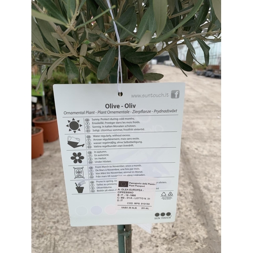 7 - A PAIR OF STANDARD OLIVE TREES APPROXIMATELY 100CM TALL + VAT