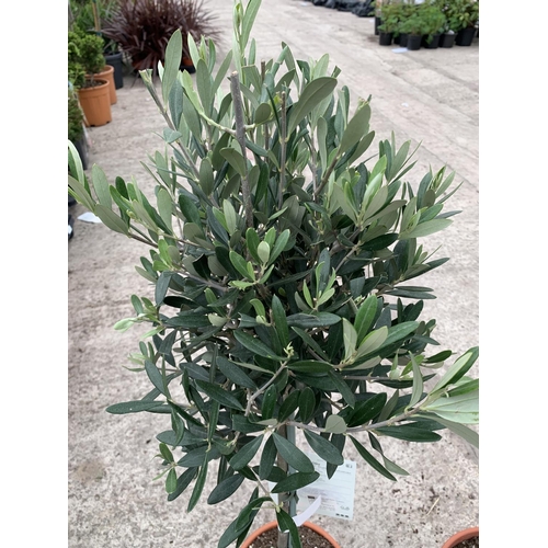 8 - A PAIR OF STANDARD OLIVE TREES APPROXIMATELY 100CM TALL + VAT