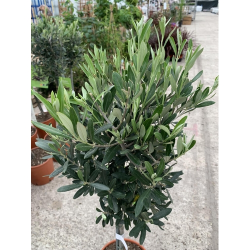 9 - A PAIR OF STANDARD OLIVE TREES APPROXIMATELY 100CM TALL + VAT