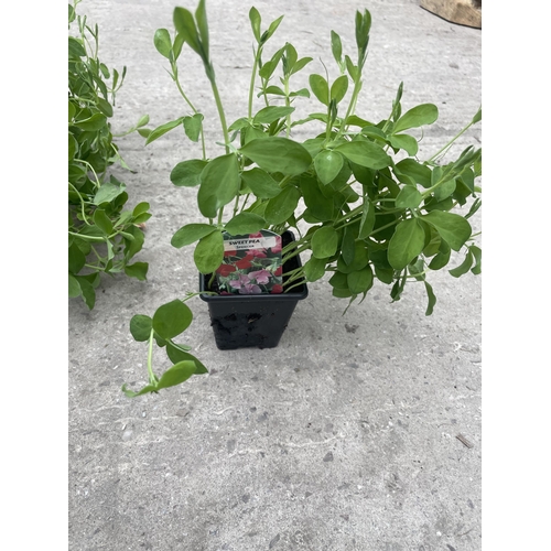 101 - FIFTEEN POTS OF SWEET PEA PLANTS (APPROXIMATELY TEN PER POT) + VAT