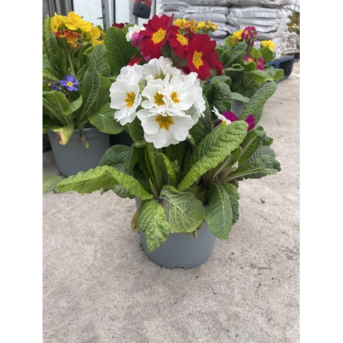 109 - TEN POTS OF POLYANTHUS WITH THREE/FOUR PLANTS PER POT + VAT