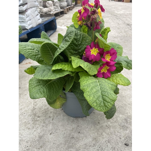 110 - TEN POTS OF POLYANTHUS WITH THREE/FOUR PLANTS PER POT + VAT