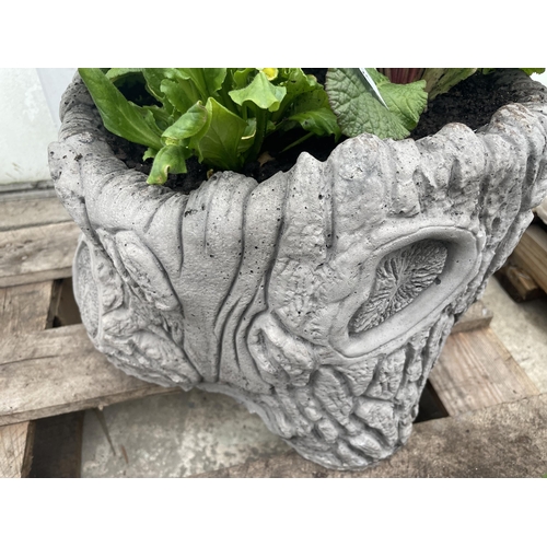 121 - A LOG EFFECT CONCRETE PLANTER WITH PRIMULAS AND BELLIS DAISYS - NO VAT