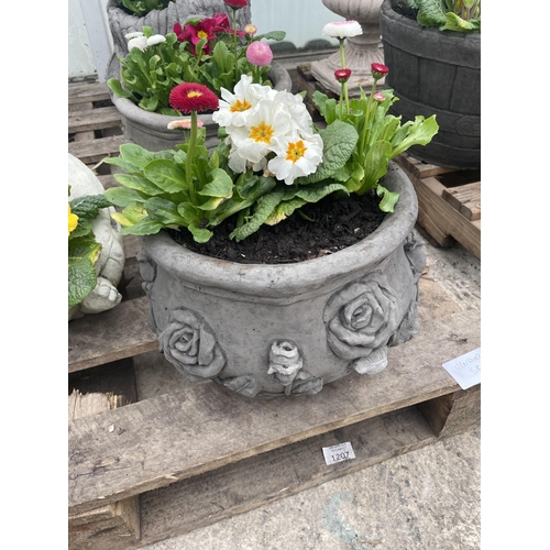 123 - A  CONCRETE ROSE DESIGN PLANTER WITH PRIMULAS  AND BELLIS DAISYS NO VAT