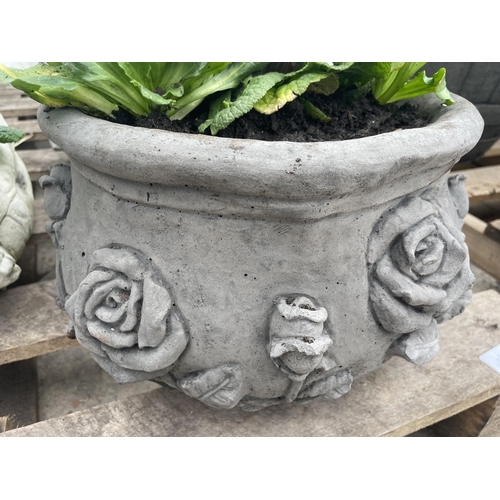 123 - A  CONCRETE ROSE DESIGN PLANTER WITH PRIMULAS  AND BELLIS DAISYS NO VAT