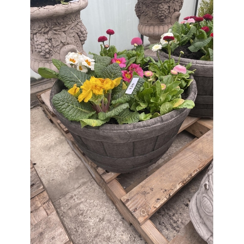 126 - A CONCRETE HALF BARREL DESIGN PLANTER WITH PRIMULAS AND BELLIS DAISYS NO VAT