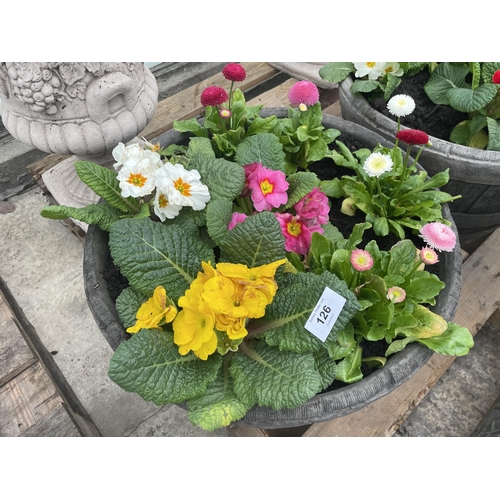 126 - A CONCRETE HALF BARREL DESIGN PLANTER WITH PRIMULAS AND BELLIS DAISYS NO VAT