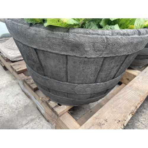 126 - A CONCRETE HALF BARREL DESIGN PLANTER WITH PRIMULAS AND BELLIS DAISYS NO VAT