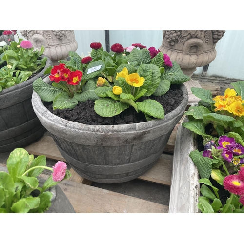 127 - A CONCRETE HALF BARREL DESIGN PLANTER WITH PRIMULAS AND BELLIS DAISYS NO VA