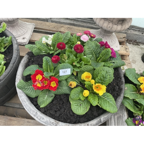 127 - A CONCRETE HALF BARREL DESIGN PLANTER WITH PRIMULAS AND BELLIS DAISYS NO VA