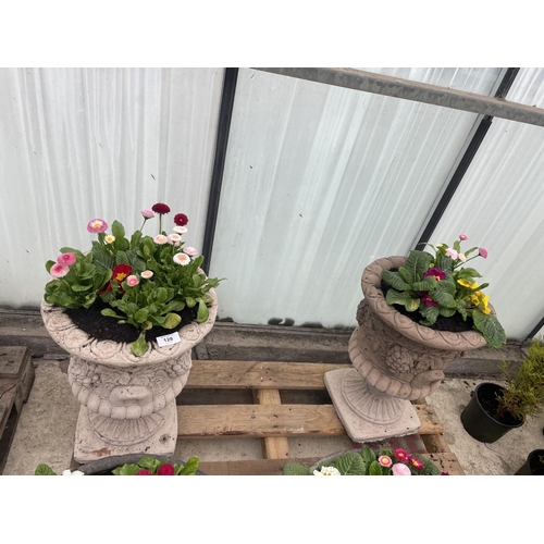 128 - A PAIR OF CONCRETE URNS PLANTED WITH PRIMULAS AND BELLIS DAISYS - NO VAT