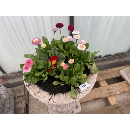 128 - A PAIR OF CONCRETE URNS PLANTED WITH PRIMULAS AND BELLIS DAISYS - NO VAT