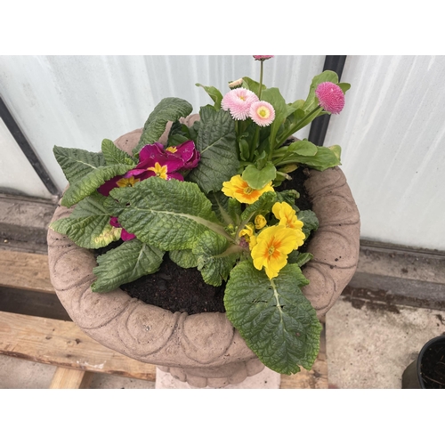 128 - A PAIR OF CONCRETE URNS PLANTED WITH PRIMULAS AND BELLIS DAISYS - NO VAT