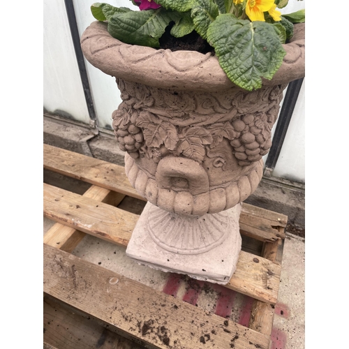 128 - A PAIR OF CONCRETE URNS PLANTED WITH PRIMULAS AND BELLIS DAISYS - NO VAT