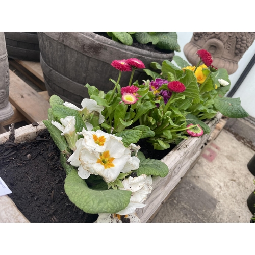 129 - A CONCRETE MODEL OF A CANAL BARGE PLANTED WITH PRIMULAS AND BELLIS DAISYS - NO VAT