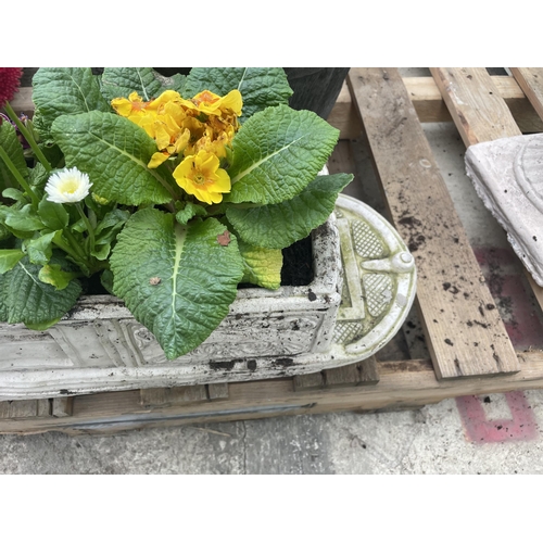 129 - A CONCRETE MODEL OF A CANAL BARGE PLANTED WITH PRIMULAS AND BELLIS DAISYS - NO VAT