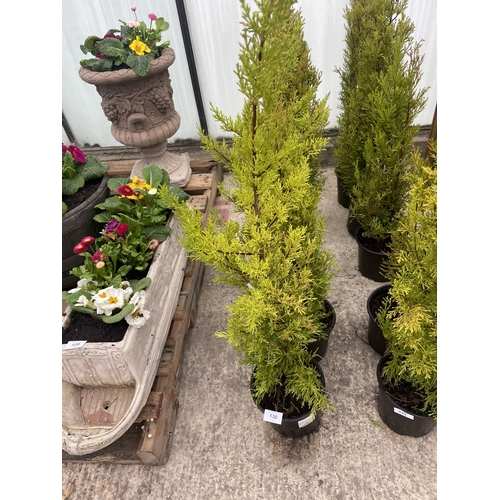 130 - FIVE POTTED WILMA CONIFERS + VAT